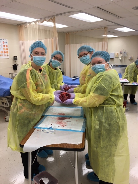 Medical Assisting students practice safety protocols while dissecting a cow heart 